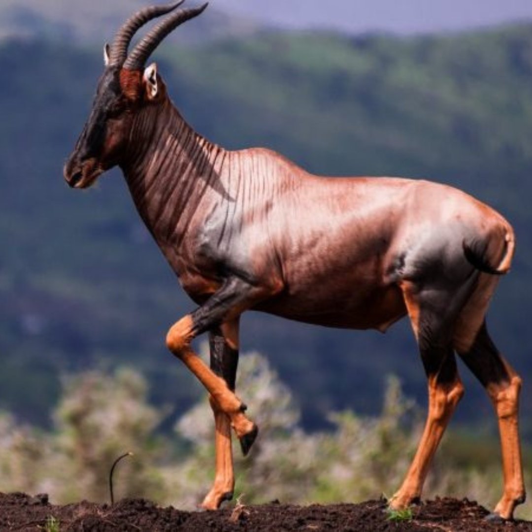 The park was known as Lambwe Valley Game Reserve named after a famous Kenyan Wizard, it was later called Ruma National Park.

To know more visit us @ gorillatrips.net/kenya-tours-an…

Call / WhatsApp +256-775-564060

￼info@gorillatrips.net

#travelling #kenya #rumanationalpark