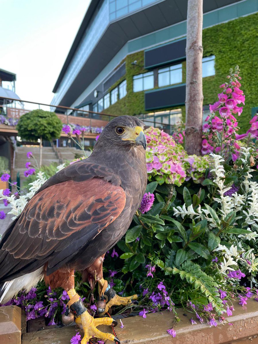Rufus The Hawk tweet media
