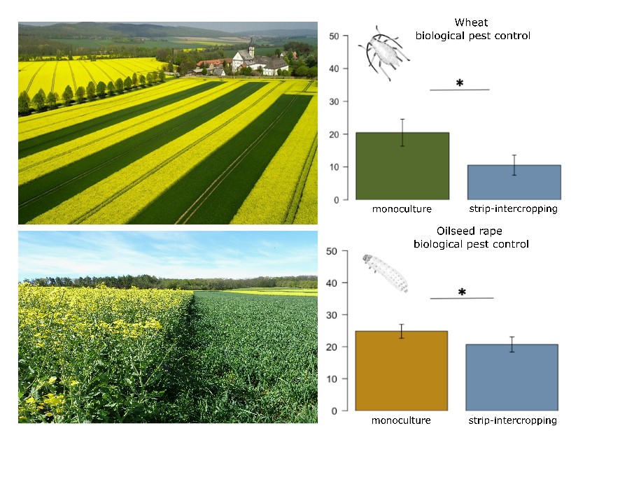 naturealexk's tweet photo. In Germany, during her master thesis she studied the effects of strip-intercropping of wheat and oilseed rape for biodiversity and #BiologicalPestControl
https://t.co/IqlwGQXHlq https://t.co/9Ii1ZuXREX