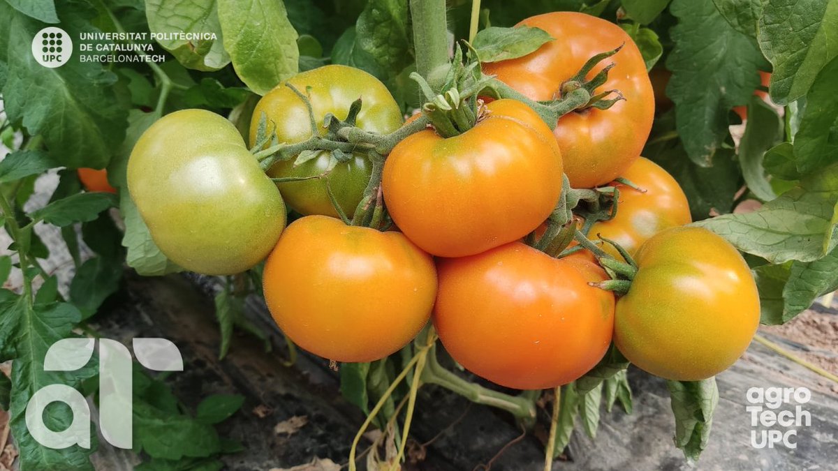 VINE A CONÈIXER QUÈ FEM A L'#AGRÒPOLIS

👉 treballem per generar coneixement i eines per a la producció hortícola.

📅 El proper 17 de juliol obrim les portes per compartir amb vosaltres els projectes que estem realitzant 🙋‍♂️ 

📌Informació i inscripcions agrotech.upc.edu/ca/esdevenimen…