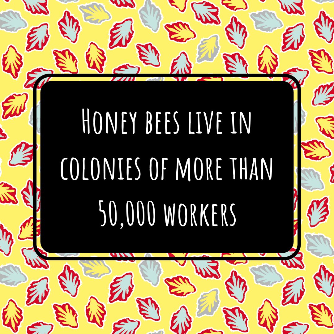 At this time of year, honeybee colonies can grow too as large as 80,000 bees, of which 50-70,000 are the females - worker bees. It’s somewhat busy in those hives! #beefacts #honeybees #beehives #apiarylife #workerbees #cotswolds