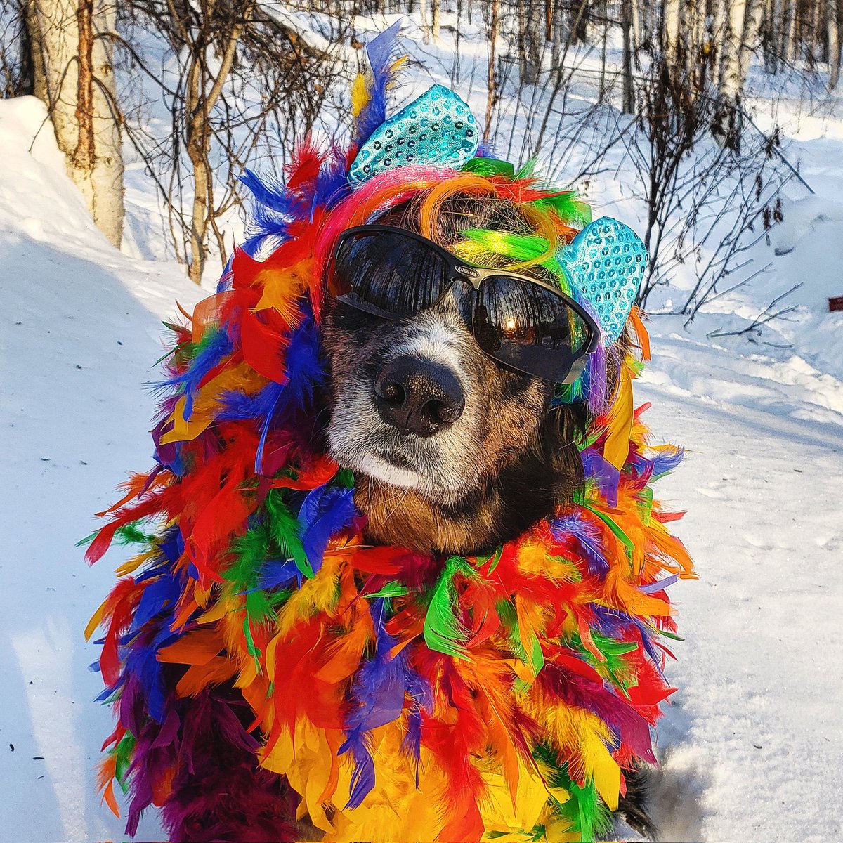 Happy Humpday everybody

#alaska #partydog #partyanimal #festive #goofy #silly #candid #colorful #australianshepherd #aussielovers #aussie #twitterpuppy #puppyoftwitter #humpday #toocool #2cool4u