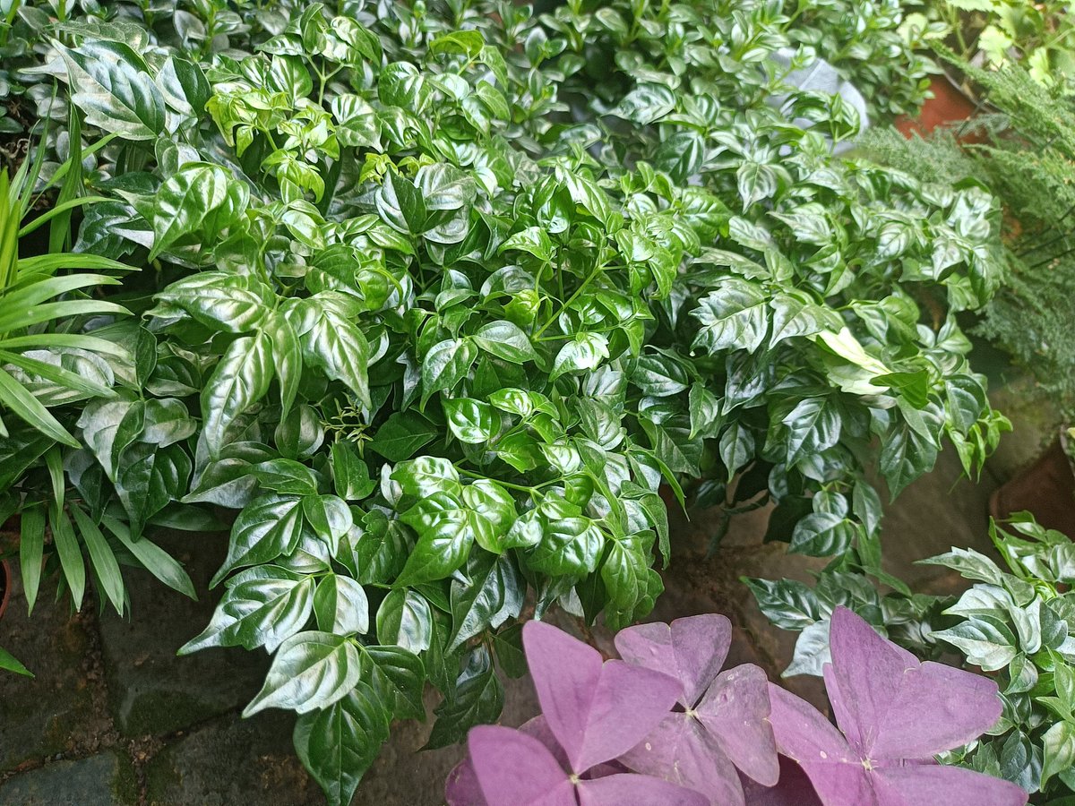 回头就养，叶子太舒服了😋