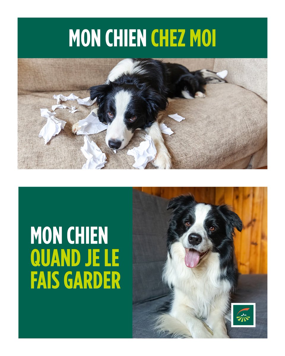 Vous partez en vacances mais vous ne pouvez pas emmener toutou ?🐶 Trouvez lui de la compagnie en votre absence 👉 groupama.fr/assurance-chie…