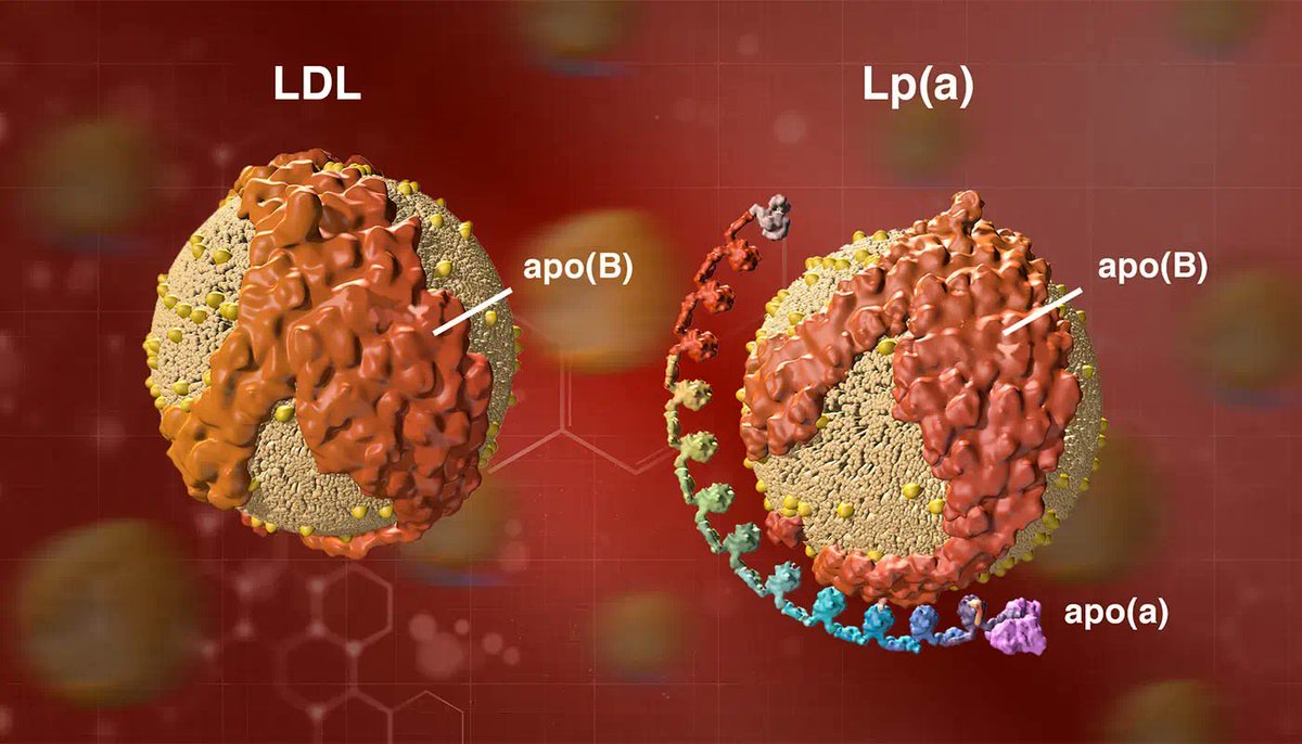 Having an elevated Lp(a) increases your risk of heart disease. 

There are no currently approved therapies to Lp(a).

But that doesn't mean you cannot lower your risk. 

Here's how

🧵👇

/1
