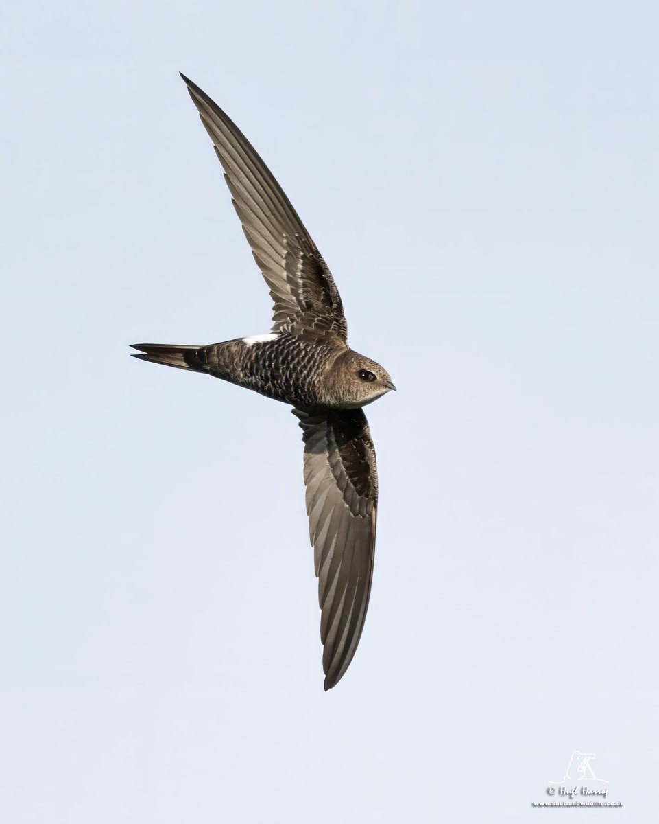 More amazing views of the Pacific Swift as it hawked for insects at Boddam, Shetland early this morning. *What* a bird.