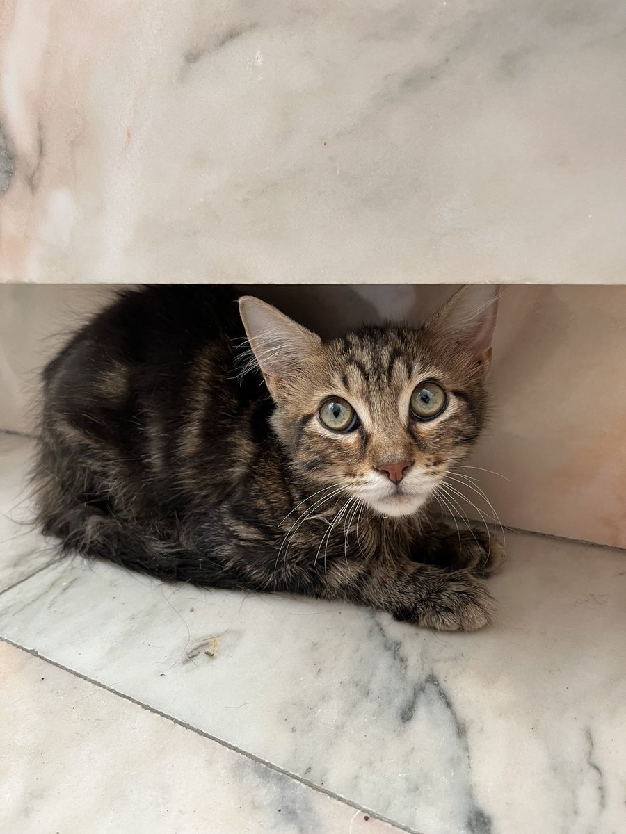 magdala_swaggy's tweet photo. Gatita de 4 meses busca casa. Está un poco asustadiza pero ya se deja coger y tocar. Está en proceso de desparasitación. Novelda y alrededores. RT porfa✨🙏🏼 https://t.co/rO5CP6oytv
