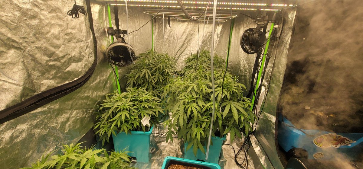 Devx_Labs's tweet photo. It's a minatre garden of @Speedrunseeds hehe hehe 😋 😜 🤪  
#nycannabis #garden #gardenlife #geowyourown #homegrown #stonerrock #hydro #soil #ledlights #420life #devxlabs #speedrunseeds https://t.co/t6G2UTVlPT