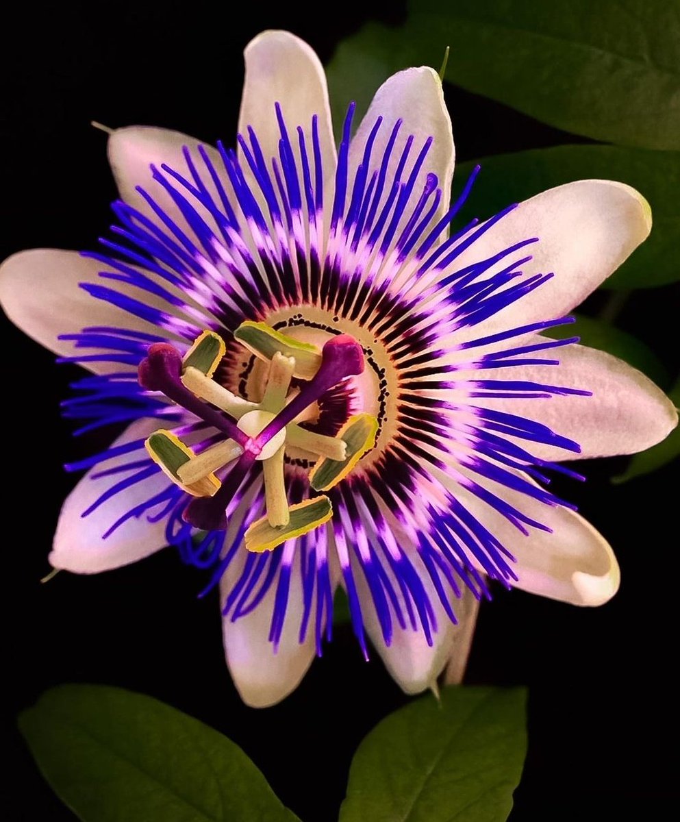 sanjaraic1's tweet photo. daring break of day
our klatch joined by the perfume
of passion flower

#haikuchallenge #klatch #BrknShards #dare #haiku https://t.co/0bgrJgyOD5