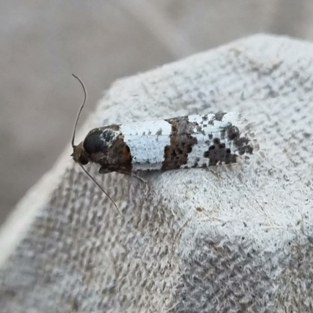 AnnaAitken_'s tweet photo. I'm back on Tiree and last night put out my light trap. I was rewarded with my first sight of the whole reason I'm here, a Tiree Twist moth, Periclepsis Cinctana. Tiree is the only known site for this rare moth in the UK, after it went extinct in England around 1950. https://t.co/uMhX3BHA9e