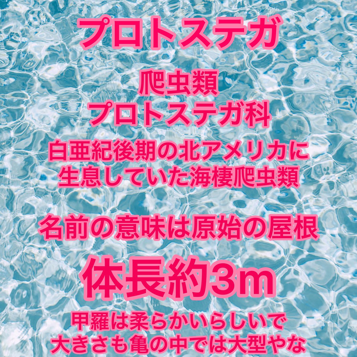 take_drc's tweet photo. 古生物日記 464日目
プロトステガ
#恐竜 #古生物 #プロトステガ #恐竜キング #古生物日記 #恐竜好きと繋がりたい #恐竜キング復活の願いを込めて #protostega #dinosaur #dinosaurking https://t.co/Xnhj0qCqSQ