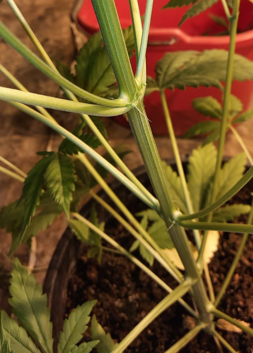 Royal Queen Seeds tweet media