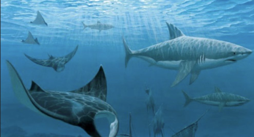 SeasiderSeafood's tweet image. Did you know?…… Bony fish have bones and cartilaginous fish have cartilage 🤯 #fishfacts #funfishfacts #learnsomethingnew #facts #fish #expandyourmind