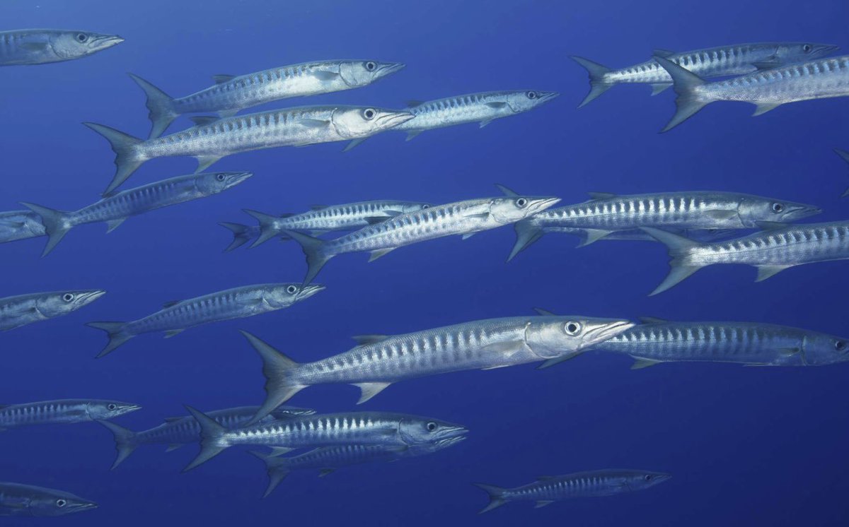 SeasiderSeafood's tweet image. Did you know?…… Bony fish have bones and cartilaginous fish have cartilage 🤯 #fishfacts #funfishfacts #learnsomethingnew #facts #fish #expandyourmind