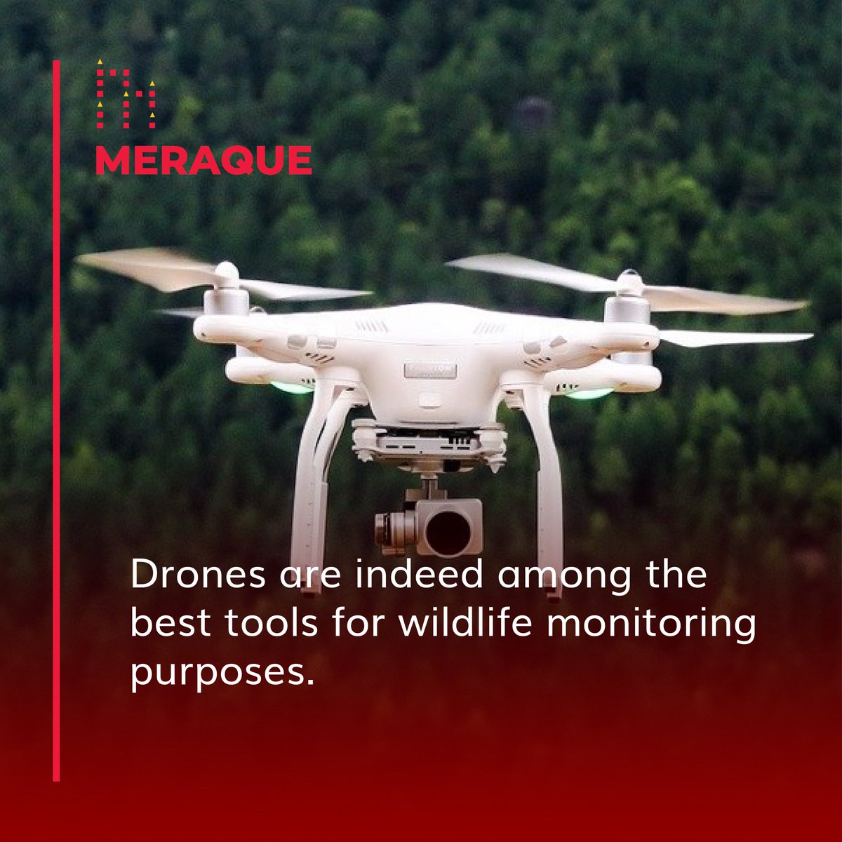 If you find this interesting, retweet it and follow us for more content on drones and technology.

#koalas #dronestechnology #wildlife