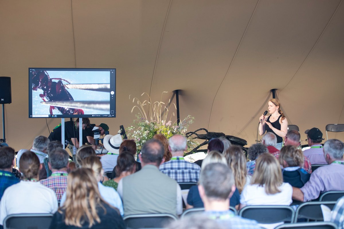 Official @Rothamsted pics @Groundswellaguk #beetle ID session. I had a great time, such a great crowd, and Matt & @D_Garrett_Ento the perfect ento team 😎🪲 thanks to all who came💕happy beetling! #farming #regenerativeagriculture #regenag #coleoptera #scicomm #stem #teambeetle