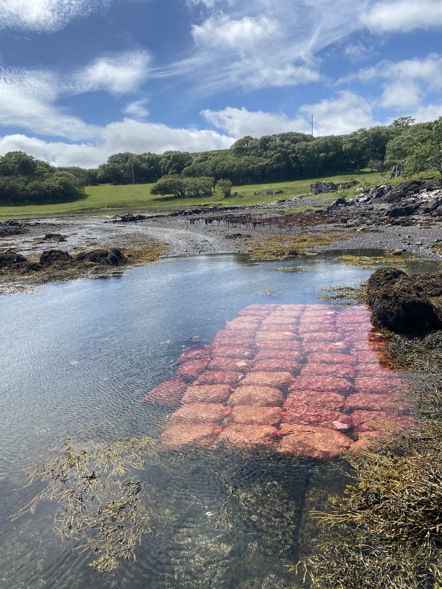 Hold bags at the top of the beach before transport to give them a last drink and keep them as fresh as possible.