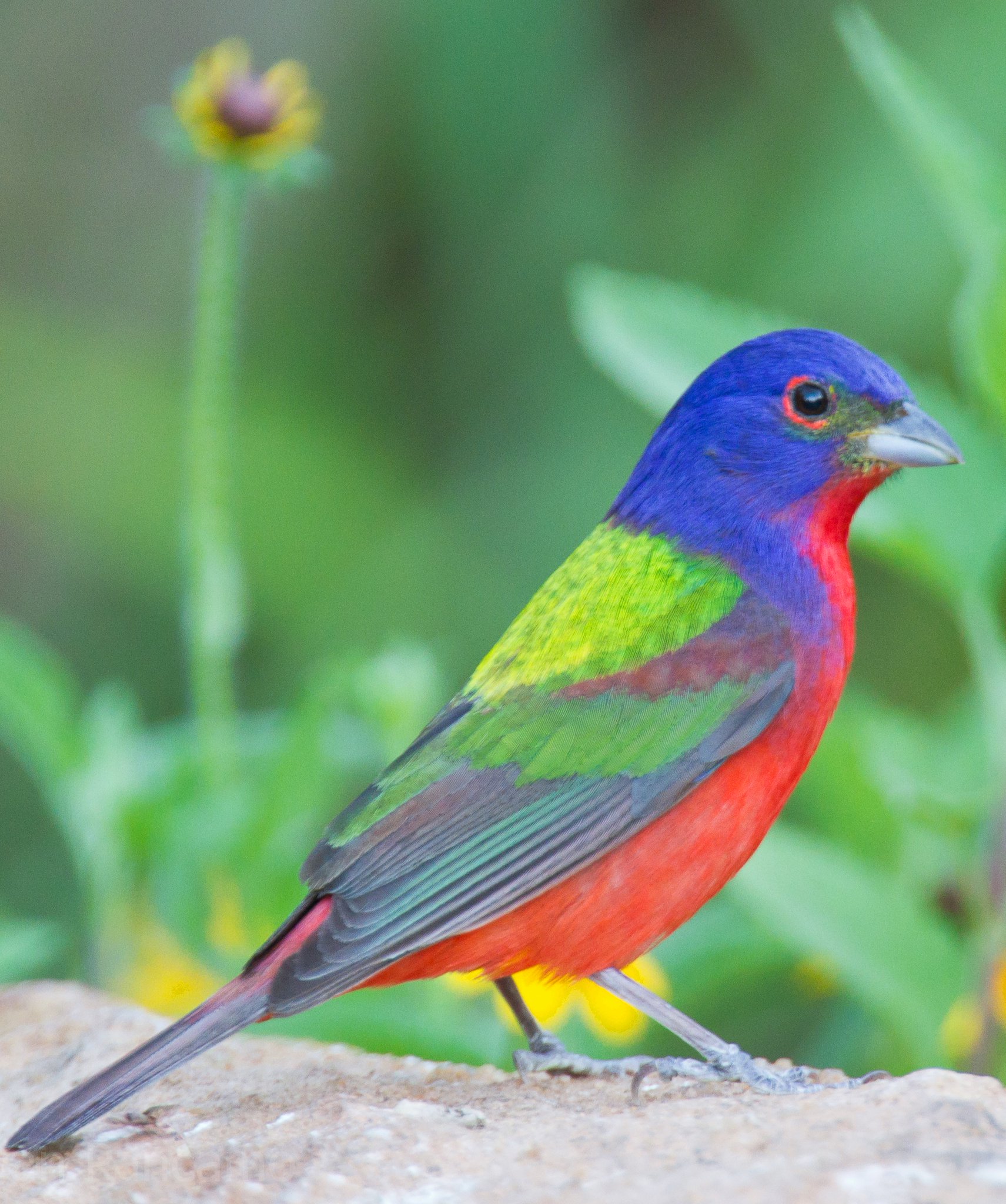 Tina Koskima 🕊️ on Twitter "The painted bunting (Passerina ciris) is