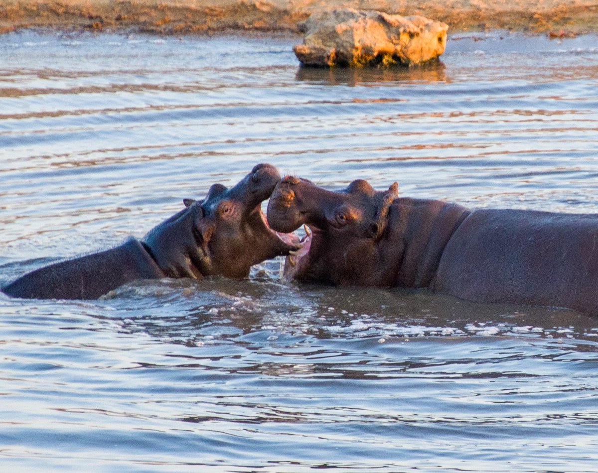 Jennifer English 💬 tweet media