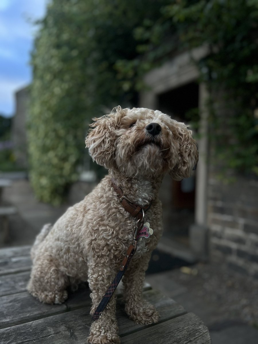 Sometimes, feeling stronger is a case of changing your posture. Pushing your shoulders back and holding your head up high can make the world of difference. #dogsofinstagram #strongmindset #divorcedwoman #divorceddads #divorcecoaching #divorce #painoflove #separation
