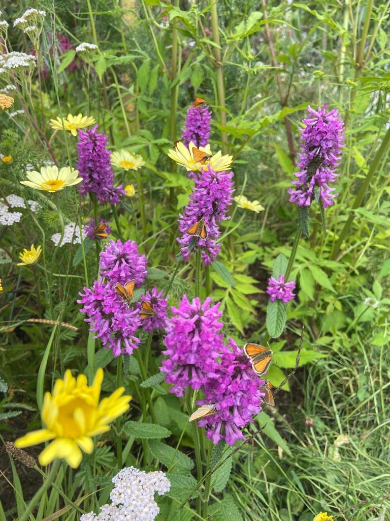 Posting this picture again for  #WildWebsWednesday (any excuse really!) 
Little skipper butterflies on betony at #RHSHamptonCourt 
@WebsWild 
So beautiful!