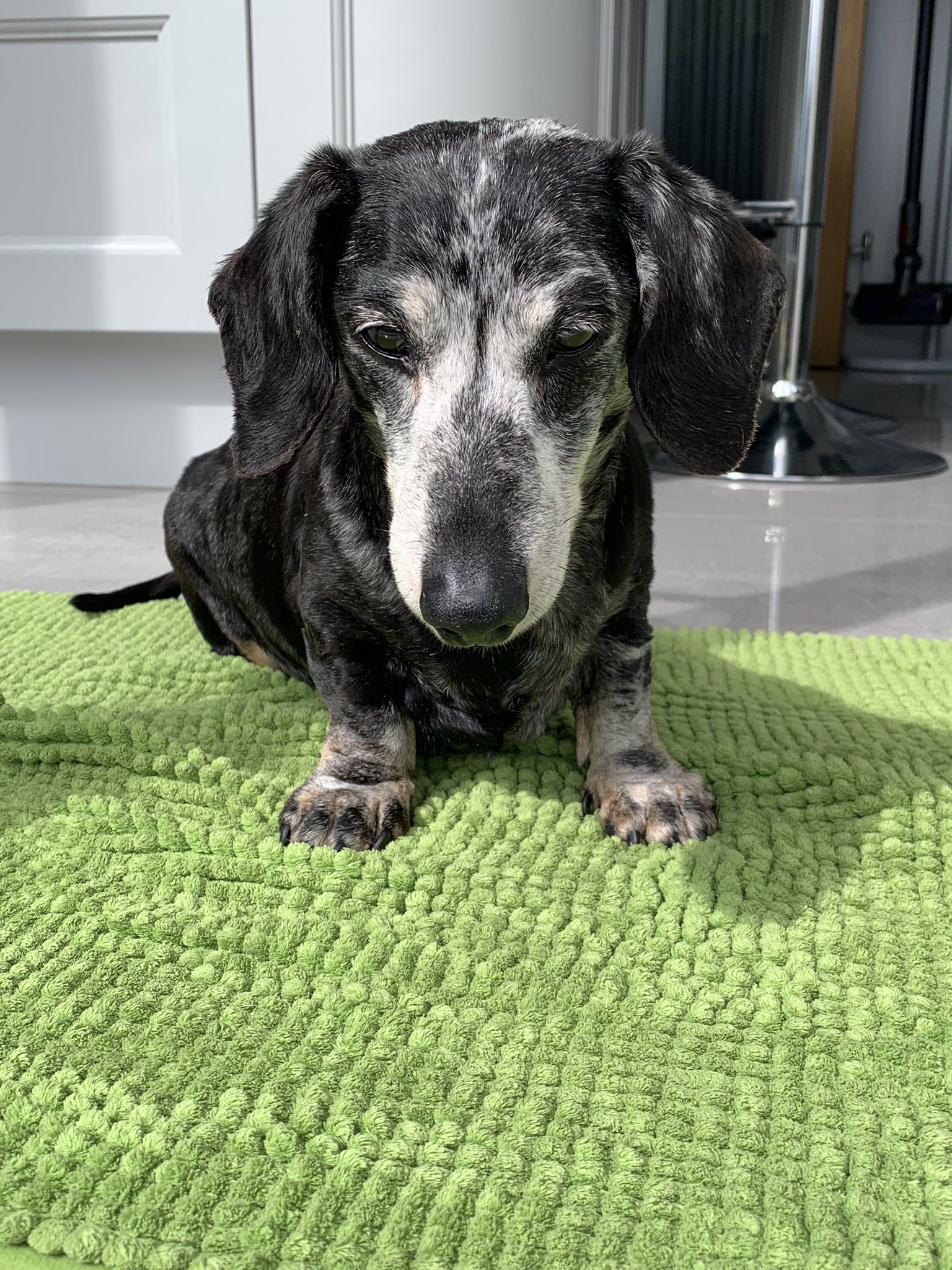 Reggie The Dachshund on Twitter "It is with great sadness that I say