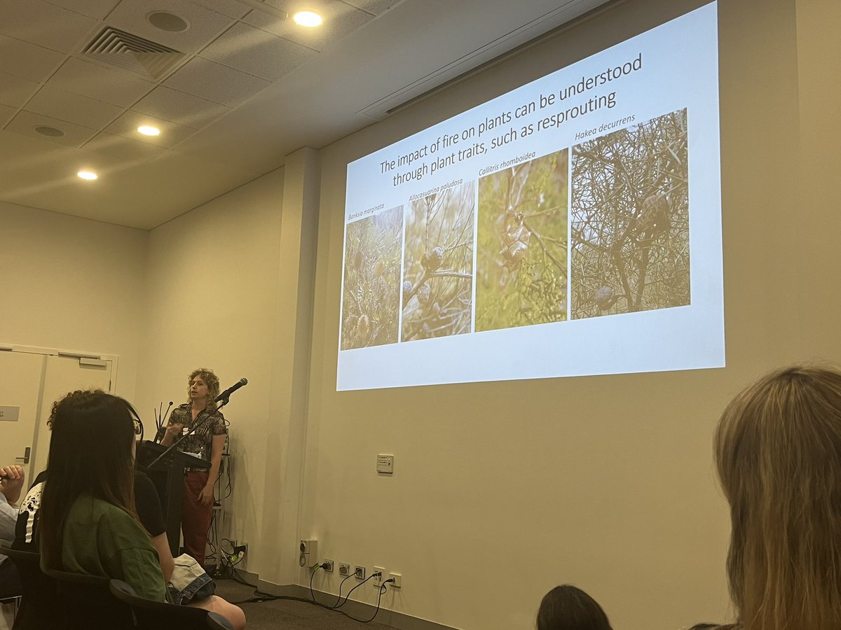 Emily McColl-Gausden (@ecoemcg) on Twitter photo #ESAus23 <a href="/ellapouton/">Ella Plumanns Pouton</a> is looking at fire regimes and their impact on the canopy seedbank of serotinous plants. Lots of different germination strategies! #ESAus23 <a href="/ellapouton/">Ella Plumanns Pouton</a> is looking at fire regimes and their impact on the canopy seedbank of serotinous plants. Lots of different germination strategies!