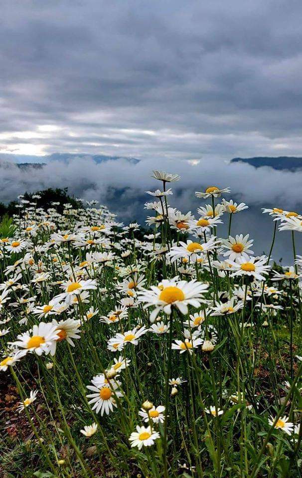 ayurvedanelly's tweet image. Feverfew 💛
ayurveda-by-nelly.blogspot.com/2021/01/feverf…
#floweroftheday #feverfew #migraine
