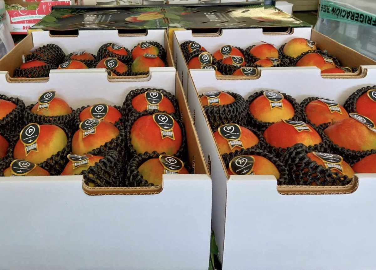 AMSEuropean's tweet photo. La savoureuse mangue en variété Kent🥭 #originemexique🇲🇽 #pure https://t.co/3SXAwW6keY