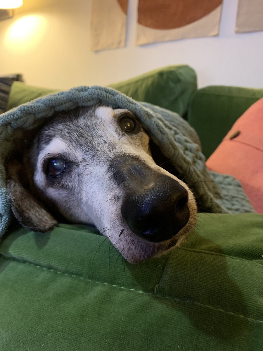 The only good thing about him getting old is that he’s going deaf so fireworks are no longer a bother.