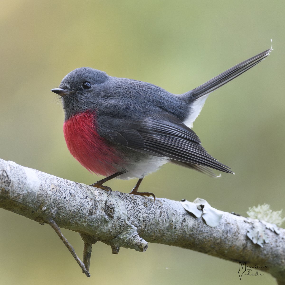 Rose Robin 🌹
Queensland, Australia
#roserobin