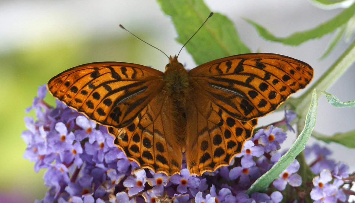 Esjayem's tweet photo. Silver-washed #Fritillary #buttterfly in Holt #Dorset @BBCSpringwatch @BC_Dorset @savebutterflies https://t.co/I6Fhp2sCy5