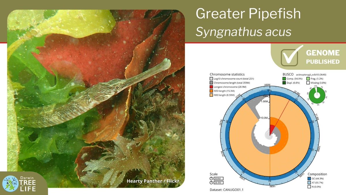 darwintreelife's tweet image. Our latest #DarwinTreeOfLife #GenomeNote: the Greater Pipefish (Syngnathus acus)

Thanks @KesellaNutella @SMctierney Rachel Brittain, Frances Perry, Mitchell Brenen @thembauk @SangerToL and all who helped with this #genome🧬

📑Read more @WellcomeOpenRes:
wellcomeopenresearch.org/articles/8-274
