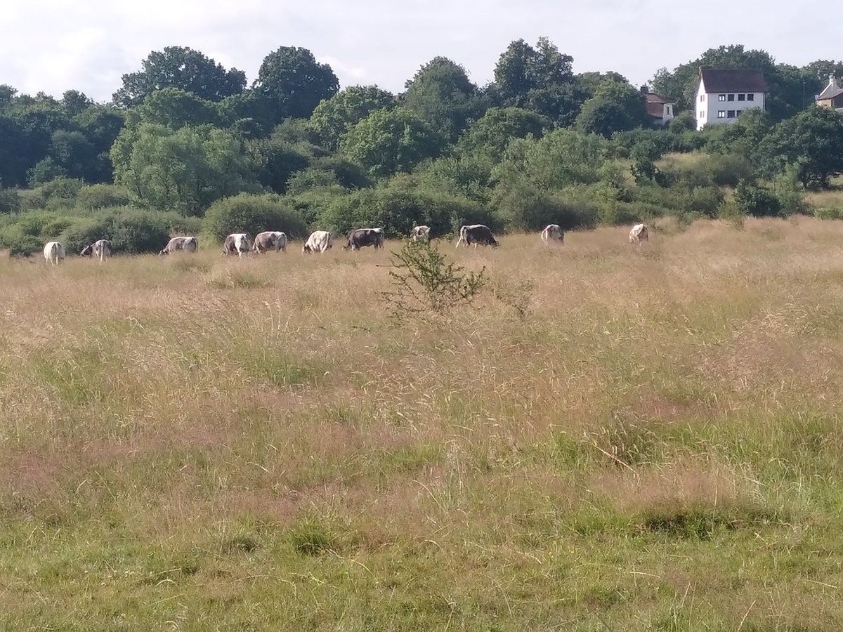 EppingForestHT's tweet photo. Lovely to bump into the #Longhorns breakfasting in the sunshine on #ChingfordPlain #EppingForest in front of #QueenElizabethsHuntjngLodge this morning.
#LoveEppingForest https://t.co/jiJYltHAAF