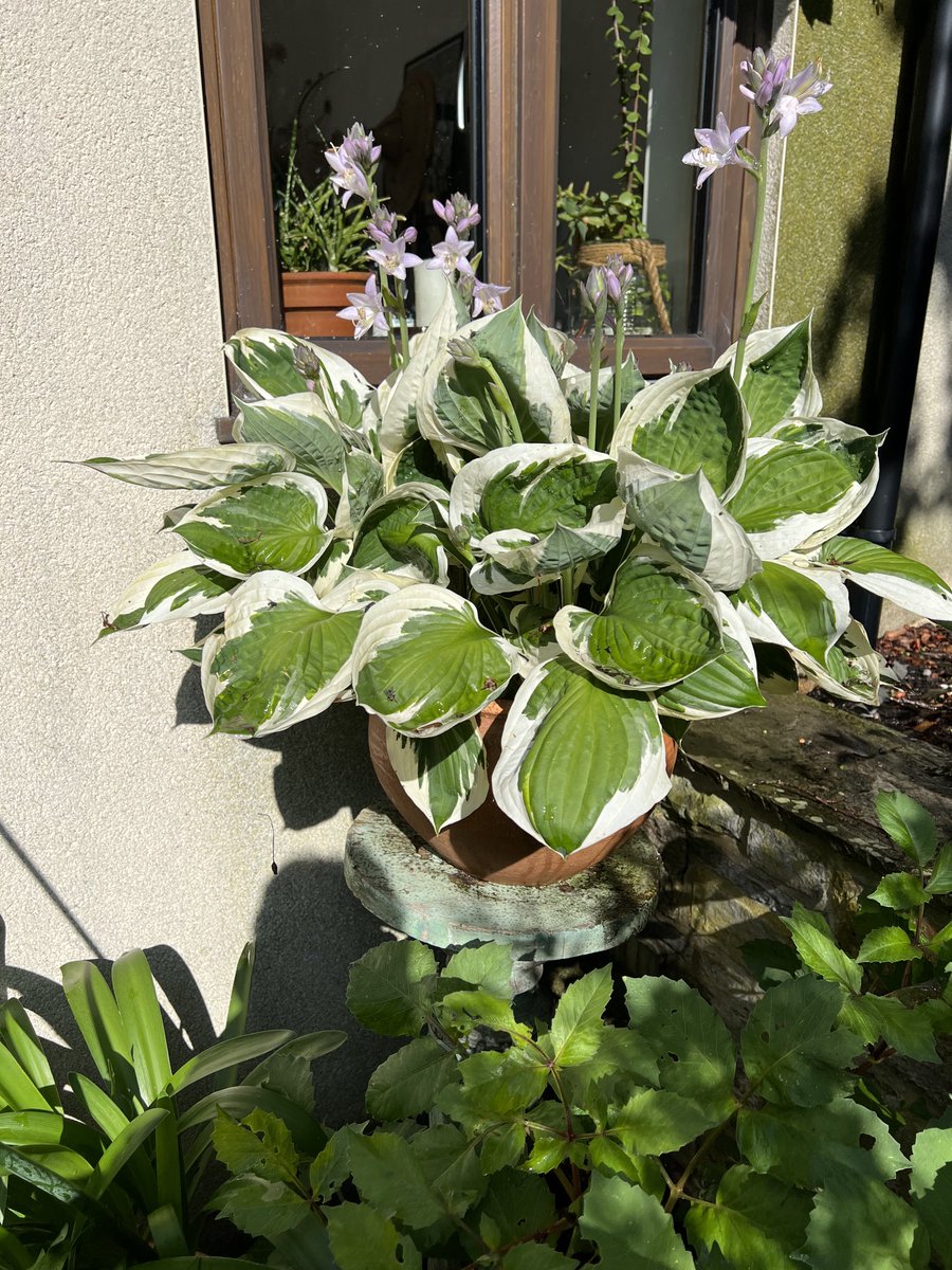 You want no-hole hostas? Place them high on a stand and in a pot. It works for us but not for our snails. No chemicals used in our garden. My wife says I’m smug.