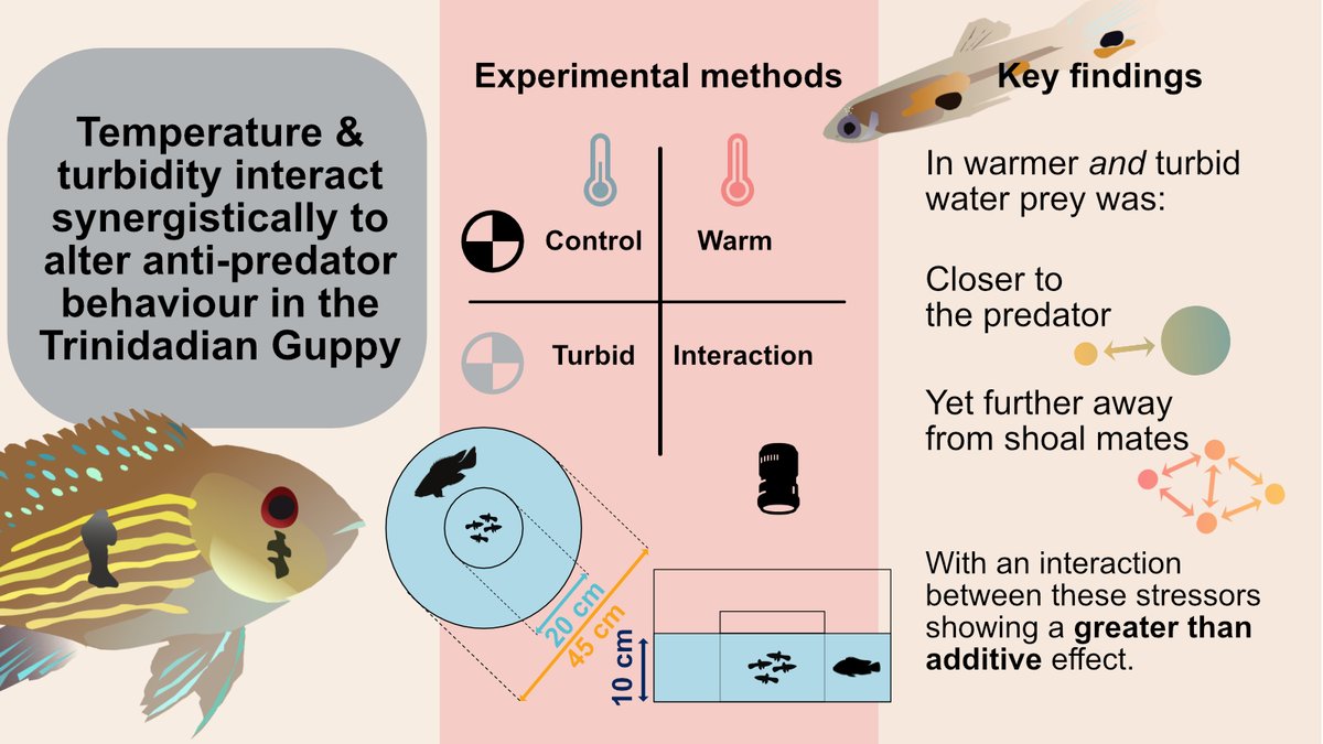 So v chuffed the 1st paper from my PhD is now out in @RSocPublishing #ProcB 👇 royalsocietypublishing.org/doi/10.1098/rs… I had a lot of fun along the way with co-authors @milly_munro & @C_C_Ioannou. Special thanks to funders @NERCscience @GW4FreshCDT & @asab_tweets @BristolBioSci 🧵 1/12