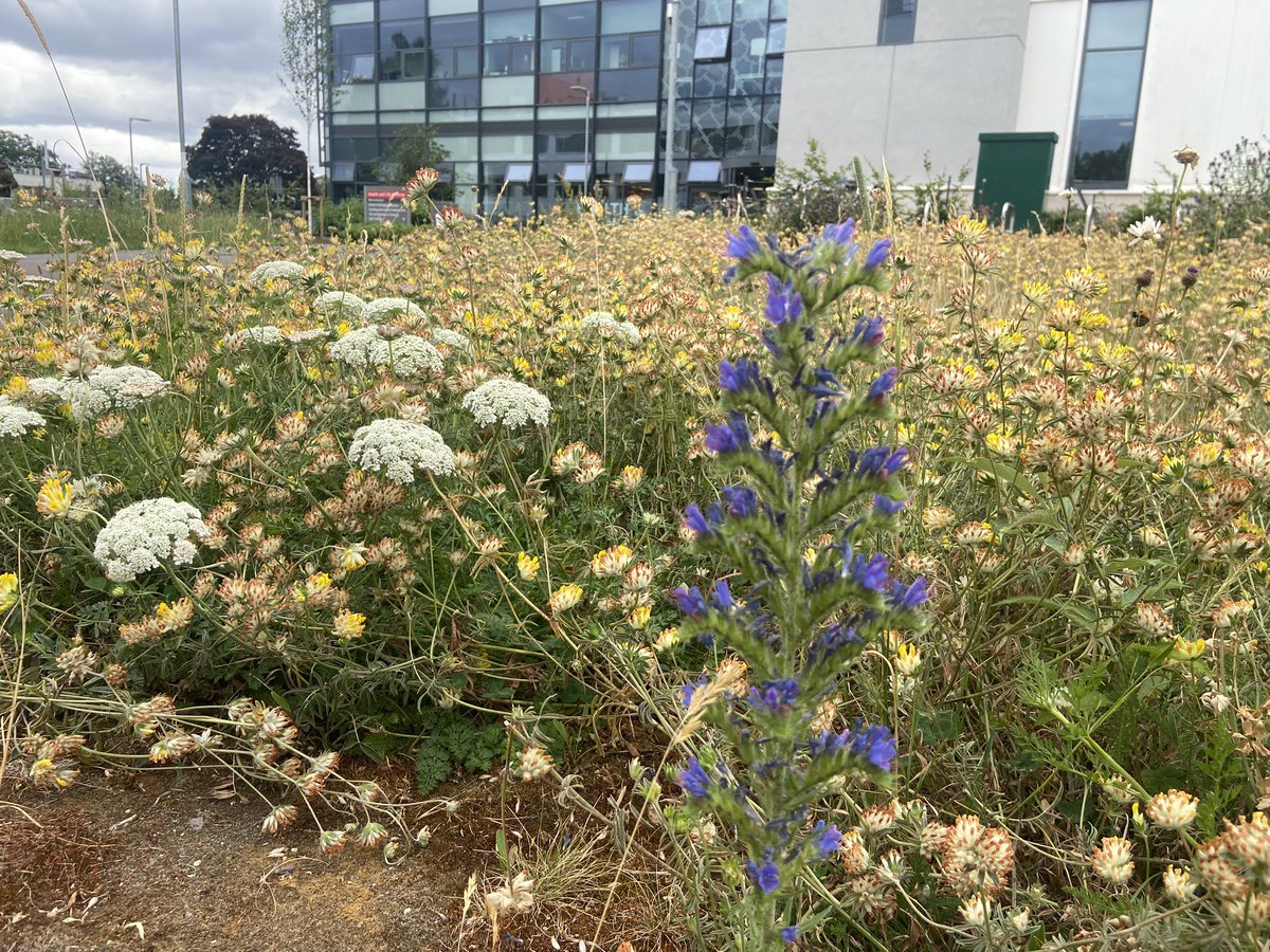 This #WednesdayBloom shows Echium vulgare growing outside the Health and Life Sciences Building on the @UniofReading Whiteknights campus 🪻 A lovely pop of colour amongst the yellows and greens! It is great to have #wildblooms on campus. Photos thanks to @hannah_con_bio 📸☀️