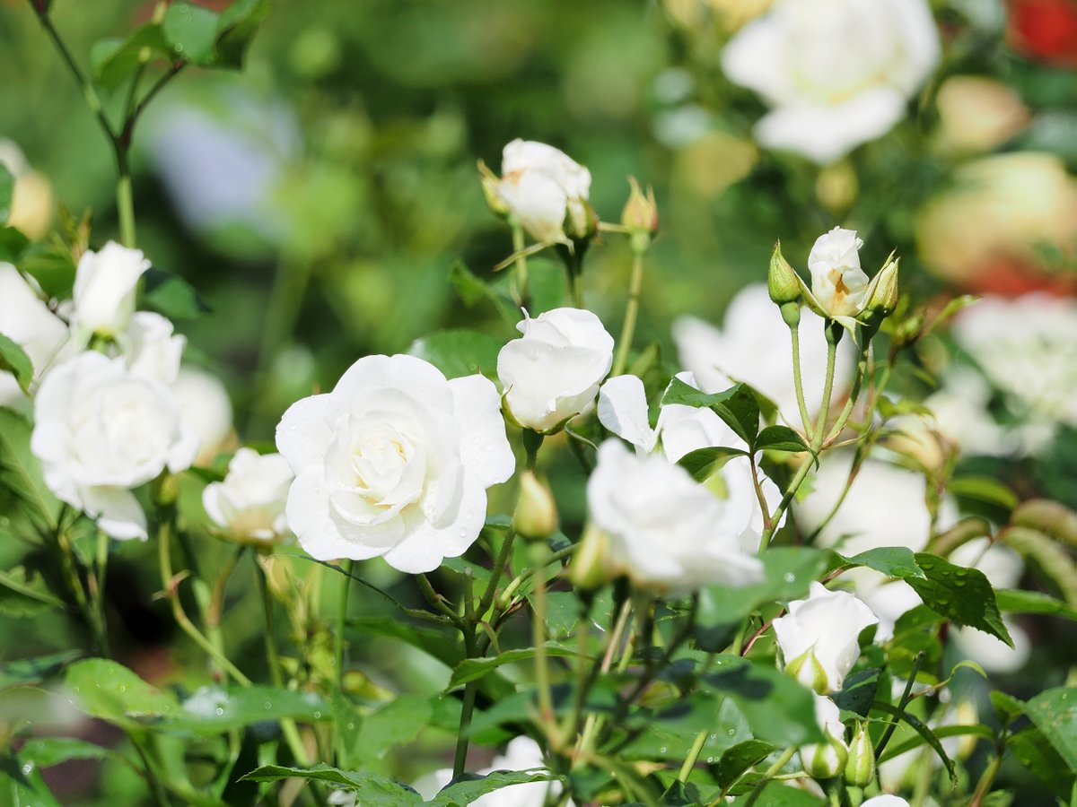 Vasarai piestāv rozes! botanika.lu.lv/par-mums/zinas…