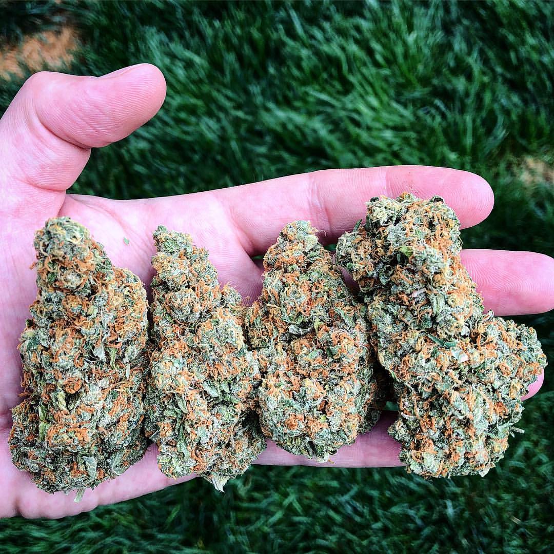 Sparzito_'s tweet photo. Can this last you 4 weeks like smoke one nug a week Yes/No? https://t.co/L9jfnzwiAU