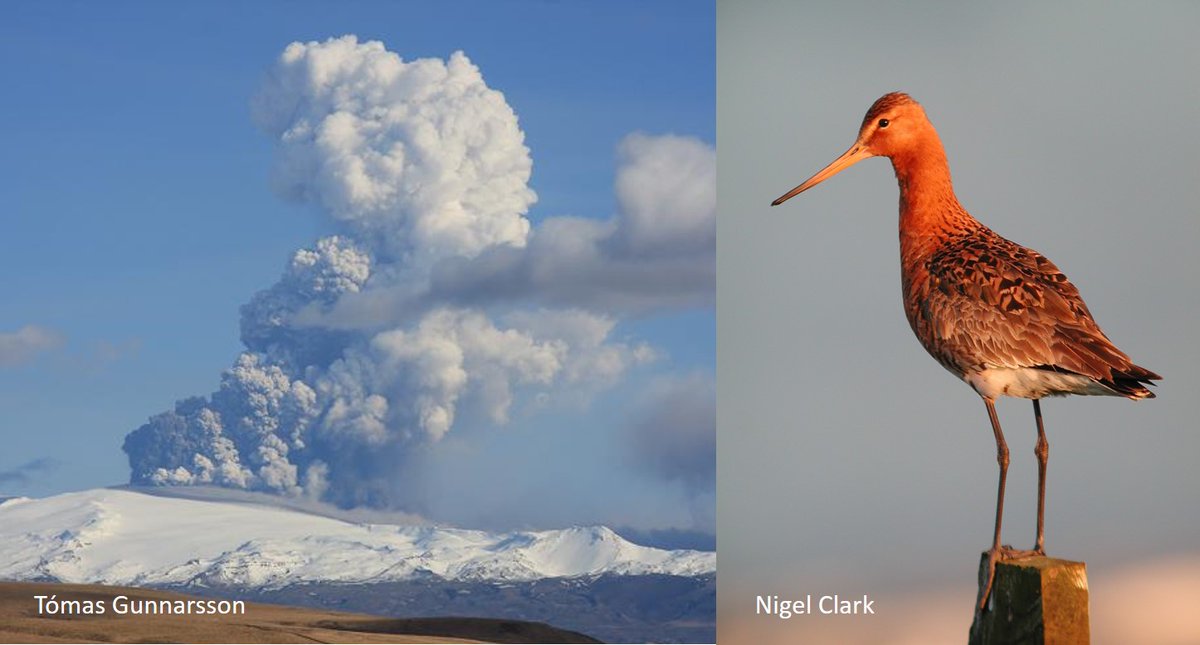 Looks like there is going to be another #volcanic #eruption in #Iceland. 
It's not going to be under a glacier so no ash - this time. 
Volcanic ash fertilizes central Iceland - good news for breeding #waders:
wadertales.wordpress.com/2015/09/28/the…
But not at the time!
wadertales.wordpress.com/2016/12/20/bla…