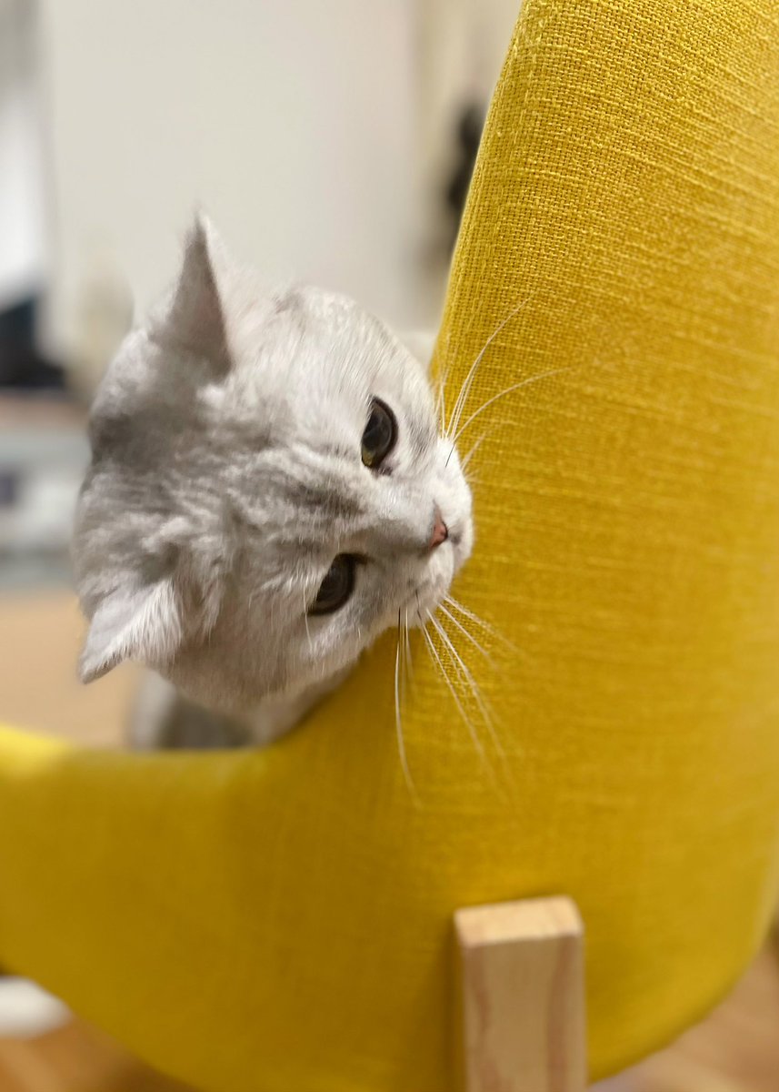 layout_xie's tweet photo. 我家猫会后空翻🦁️ https://t.co/yFZVCnwLAK