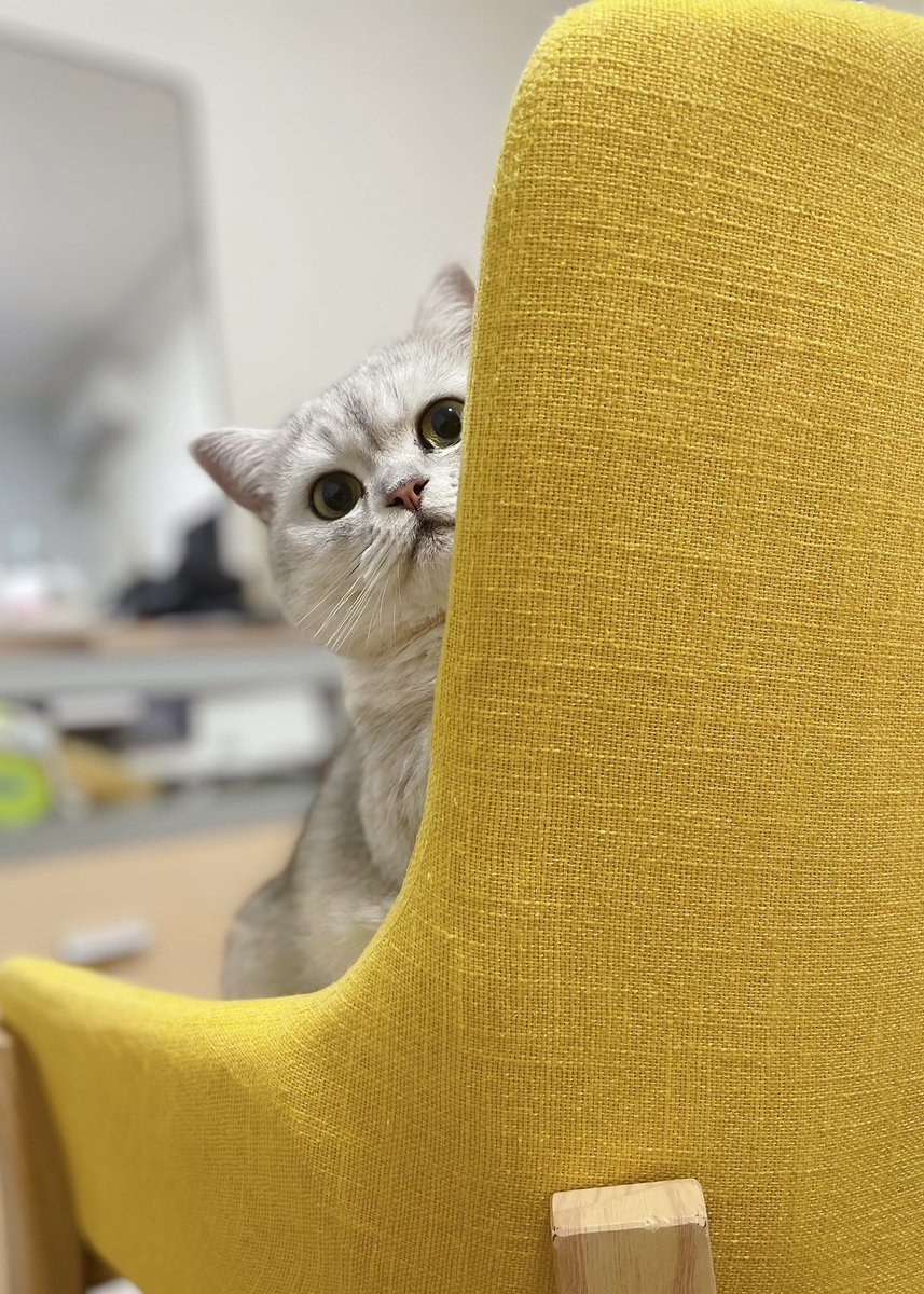 layout_xie's tweet photo. 我家猫会后空翻🦁️ https://t.co/yFZVCnwLAK