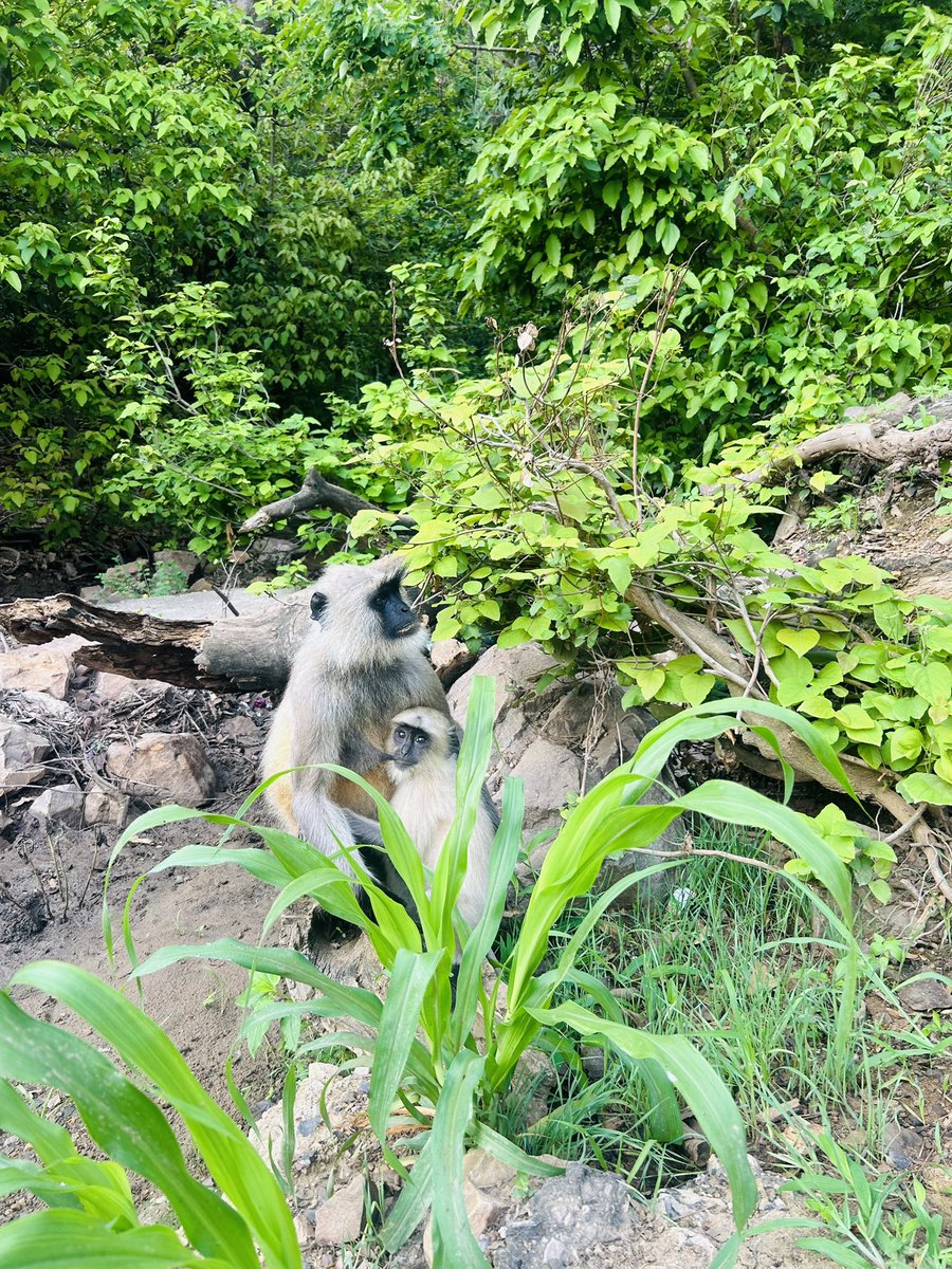 #monkey