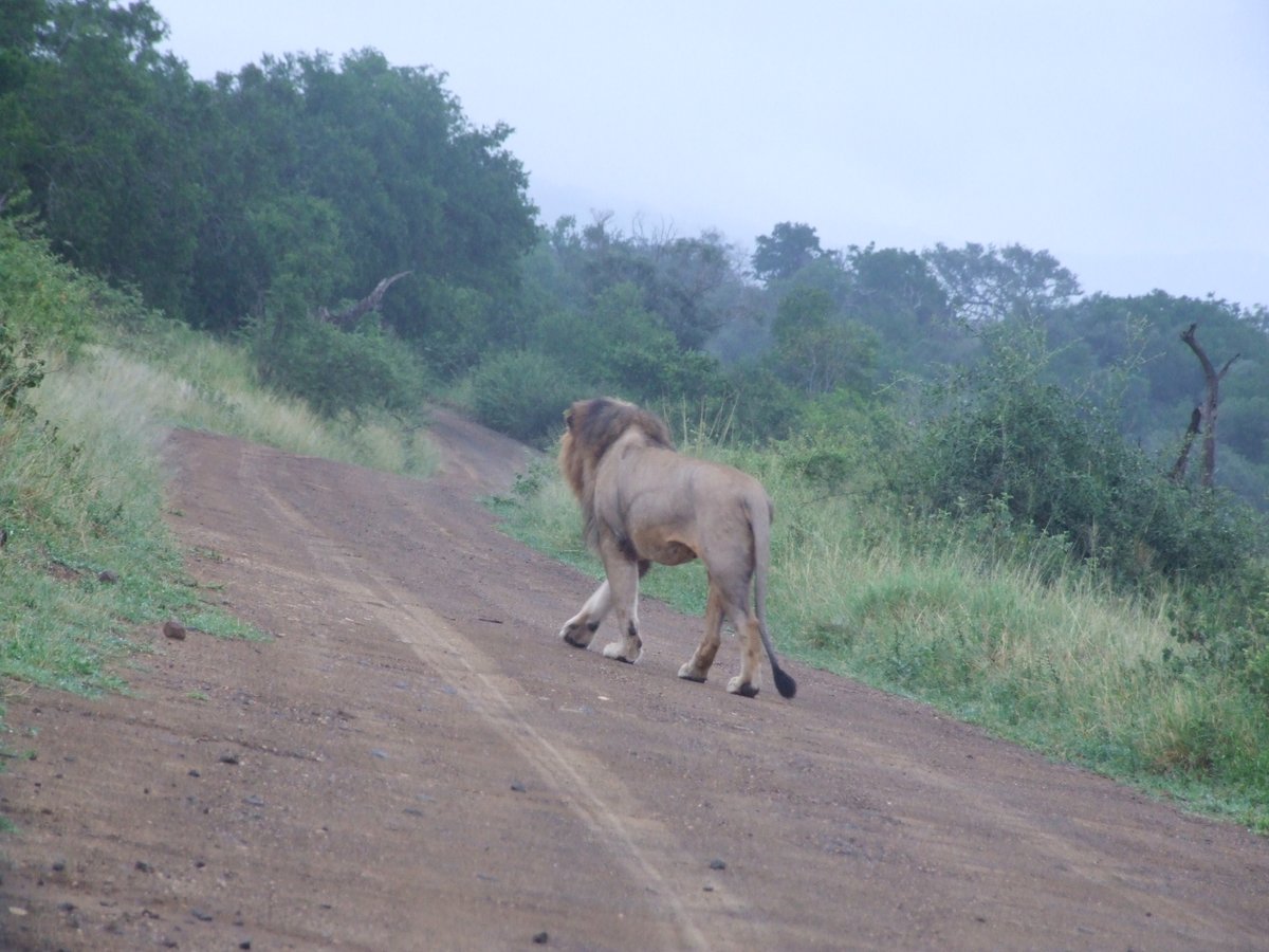 🎶Take a walk on the wild side🎶
I was up before the sun as you never know what other road users will be out early...
#wildlifewednesday  #wildlifeholidays  #wildlife  #Safari  #SouthAfrica  #traveltips  #SouthAfrica  #lions