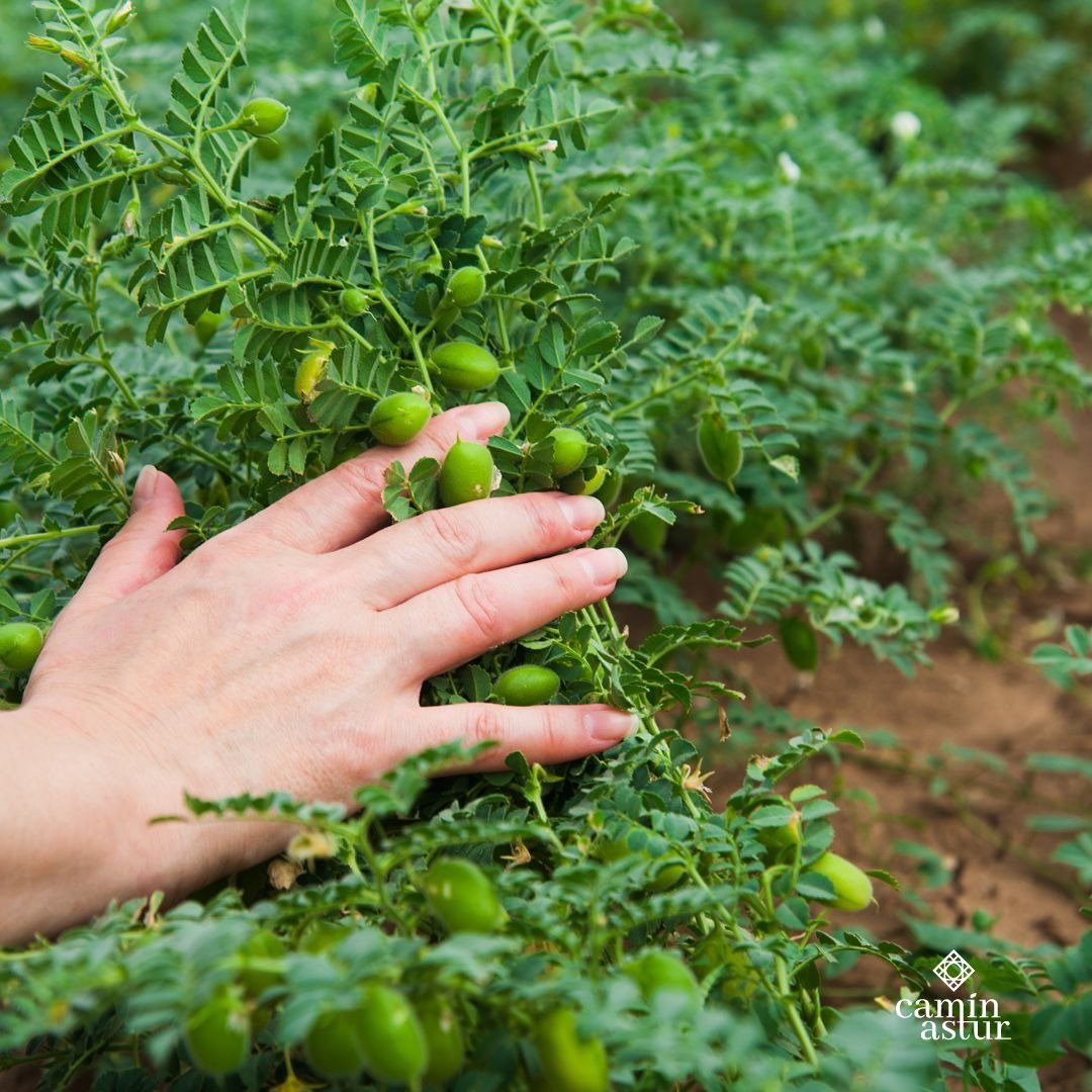 🌄Desde Codilex- Camin Astur nos comprometemos a que nuestros productos tengan la calidad más alta, y a cuidar el medio ambiente. 👨🏻‍🌾Por eso en todos nuestros productos seleccionamos cada lote personalmente, junto a nuestros agricultores de confianza.