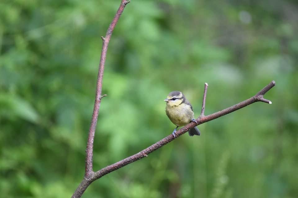 Good morning everyone! Have a great Wednesday!💛🧡💛🧡💛🧡💛🧡#nature #NaturePhotograhpy #bird #birdwatching #NorthernIreland #nikonphotography #Nikon @UKNikon @NEE_Naturalist