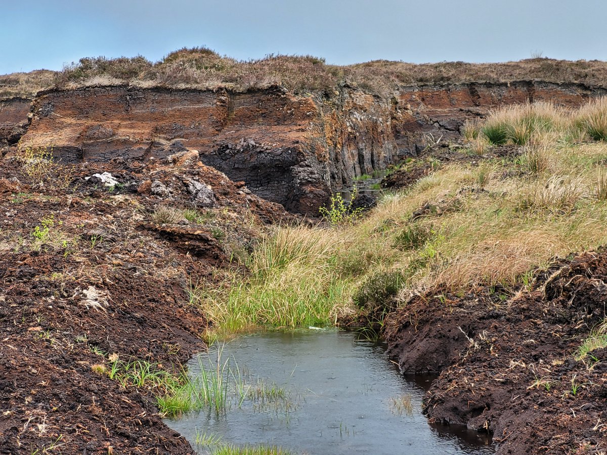 The Wildlife (Amendment) Bill comes before the Dáil this evening, proposing to remove protections from up to 46 Natural Heritage Areas which were protected for rare raised bog habitats. This is the exact opposite of what we should be doing...