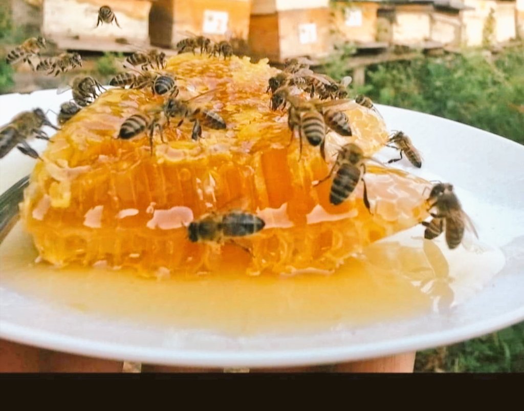 Sivasbalevi's tweet photo. Doğal bal bizim işimiz♥️
⛔1800 rakımlı bölğede bulunan arılarımız doğayla içiçe
#sivasbalı
Biraz bana birazda onlara paylaşıyorum 😃🐝🍯🍯🍯📩
#ZİHNİÇİFÇİSİVASBALEVİ #perğa #arısütü #polen #prapolis #karakovanbalı #gercekbal #SonDakika #sivas https://t.co/aS7Ra5QKoz