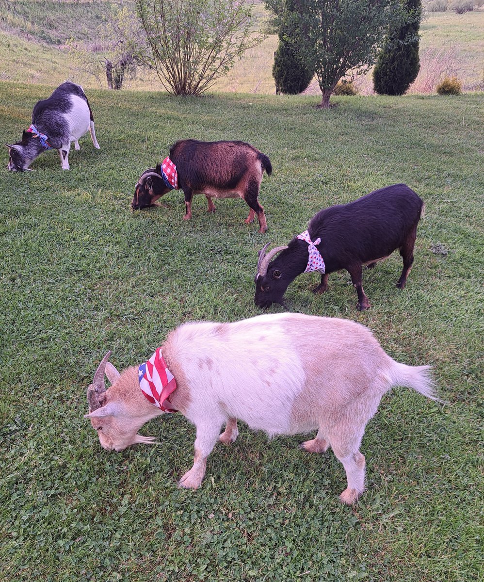 CNYCentral's tweet image. Goats celebrating what some may consider "The GOAT" of holidays (📸: Jarrod Jaime). Keep the photos coming! Share your photos with us here: CNYCentral.com/ChimeIn
#CaptureCNY #fayette #fayetteny #goat #goats #4thofJuly #july4th #IndependenceDay #cny #centralny #centralnewyork