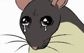 rat facts, PhD 🐀 tweet media